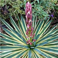 Yucca gloriosa 'Variegata' - Adams Needle