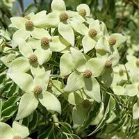 Cornus kousa 'Samaritan'