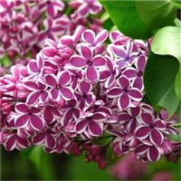 Syringa vulgaris Sensation - Fragrant Picotee Lilac