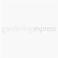 Syringa vulgaris Spath - Fragrant Lilac