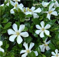 Gardenia jasminoides 'Pinwheel' - Cape Jasmine