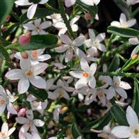 Eriostemon 'White Star' - Wax Flower