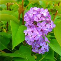 Syringa vulgaris Amethyst - Fragrant Purple Lilac