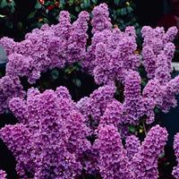 Syringa vulgaris 'Ludwig Spaeth' - Lilac