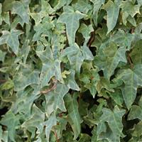 Hedera helix 'Marginata Elegantissima' - Evergreen Ivy
