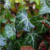 Hedera helix 'Plattensee' - English Ivy