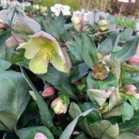 Helleborus Viv' Valeria' - Hellebore