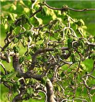 Corylus avellana contorta 'Scooter' - Corkscrew Twisted Hazel