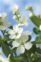 Exochorda macrantha The Bride