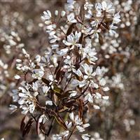 Amelanchier canadensis Rainbow Pillar - circa 140-160cm tall