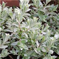 Salix helvetica - Swiss Silver Willow - Shrub