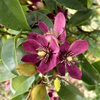 Magnolia Stellar Ruby