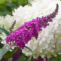 Buddleia Miss Ruby - Buddleja Butterfly Bush