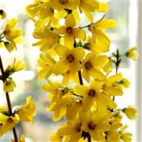 Forsythia x intermedia 'Mikador'