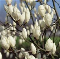 Magnolia soulangeana 'Alba Superba' - Large Magnolia