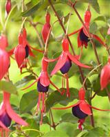 Fuchsia Mrs Popple