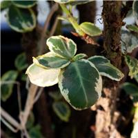 Euonymus fortunei 'Colour Beauty'