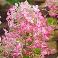 Hydrangea paniculata Angels Blush