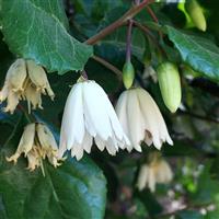 Lily of the Valley Tree - Crinodendron patagua