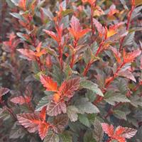 Physocarpus opulifolius - Cherry Tea
