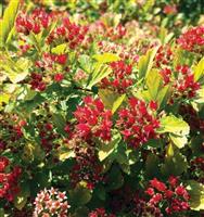 Physocarpus opulifolius Magical Raspberry Limonade