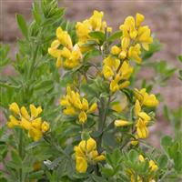 Genista Porlock