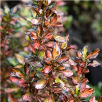 Coprosma Evening Glow