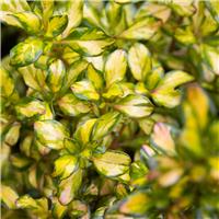 Coprosma Lemon and Lime