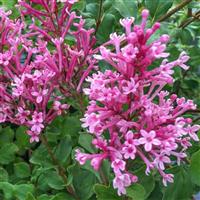 Syringa Bloomerang Pink Perfume