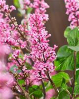 Syringa meyeri 'Little Rosie' - Dwarf Fragrant Lilac Bush