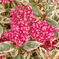 Hydrangea serrata 'Euphoria Pink' - Variegated Hydrangea