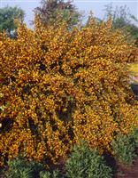 Cytisus Andreanus Splendens