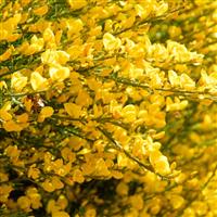 Cytisus Golden Sunlight