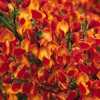 Cytisus Palette