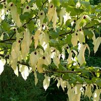 Davidia Involucrata