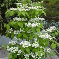Viburnum plicatum Kilimanjaro Sunrise