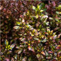Coprosma 'Glowing Embers'