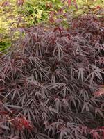 Acer palmatum Enkan - Large