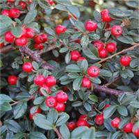 Cotoneaster suecicus 'Skogholm'