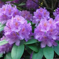 Rhododendron Catawbiense Grandiflorum 'Boursault'
