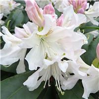 Rhododendron Cunningham's White