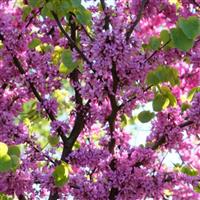 Cercis canadensis