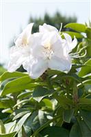 Rhododendron Hybrid Gomer Waterer