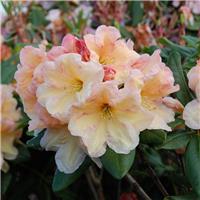 Rhododendron hybride Horizon Monarch