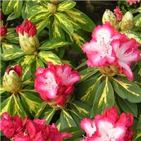 Rhododendron hybride President Roosevelt