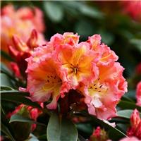 Rhododendron hybrid Sun Fire