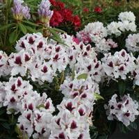 Rhododendron hybrid Hyperion