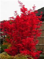 Large Acer palmatum Skeeters Broom - Japanese Maple - circa 150-180cm tall
