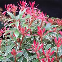 Pieris japonica 'White Rim'