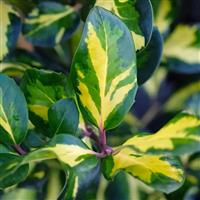 Ilex aquifoluim 'Lawsoniana'